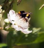 Photograher\PeterWillems: Bee-2-[PW---De-Worm-NL]